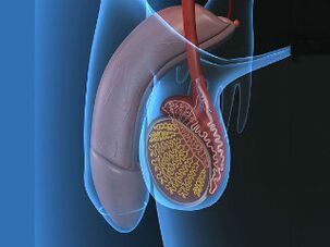 varicocele y dolor en los testículos durante la excitación